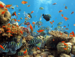 Bunaken Menjadi Permata Laut Sulawesi Utara